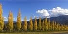 Golden Delight - VIC (PBH4 00 13912).jpg